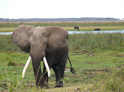 gray elephant on grass during daytime thumbnail