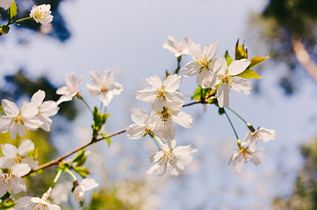 Spring flowers thumbnail