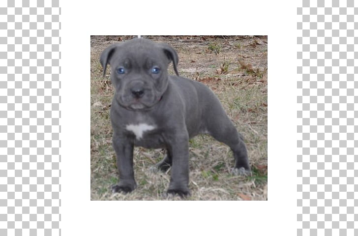 Patterdale Terrier American Pit Bull Terrier Staffordshire Bull