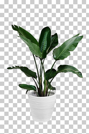 Arecaceae Plant Leaf Palm branch, Potted green plants, green leafed plant and white plant pot PNG clipart