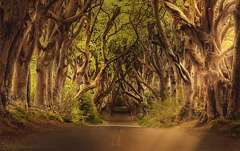 road between trees thumbnail