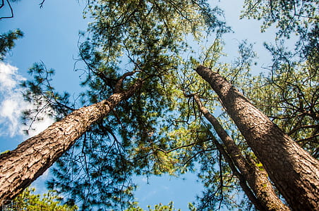 Low Angle Photography of Trees thumbnail