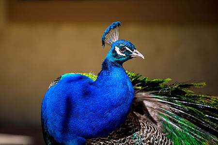 blue and green peacock thumbnail