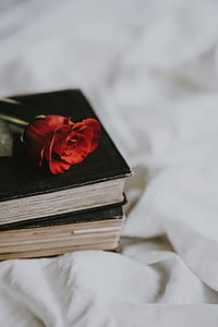 selective focus photography of two books on white textile thumbnail