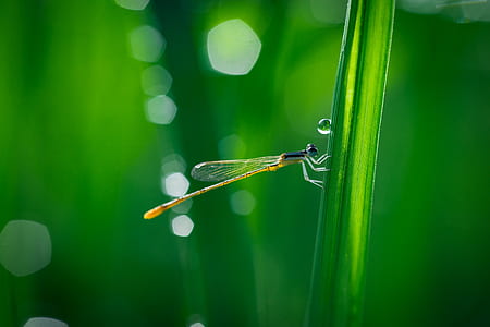 macro photography of dragonfly thumbnail