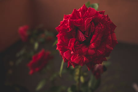 red rose selective-focus photography thumbnail