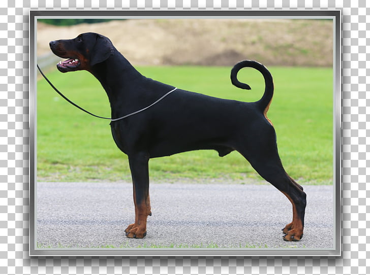 Page 37 1 416 Hunting Dog Png Cliparts For Free Download Uihere
