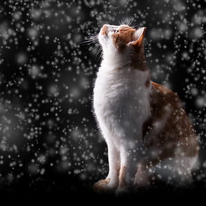 orange tabby cat thumbnail