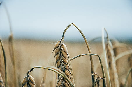 selective focus photography of wheat field thumbnail