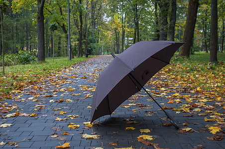 gray umbrella under the trees thumbnail
