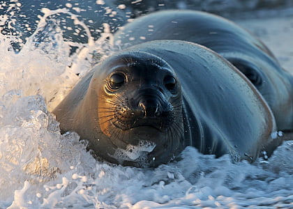 closeup photography of seal with splashing waters thumbnail