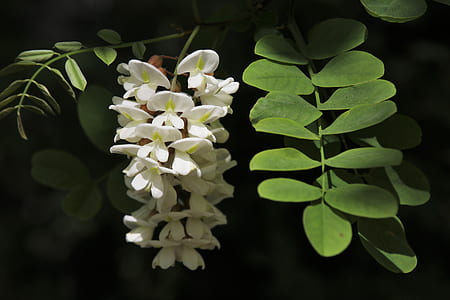 white empress tree macro photography thumbnail