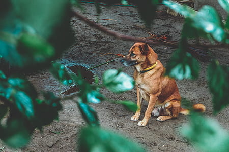 dog sat on ground near water pond thumbnail