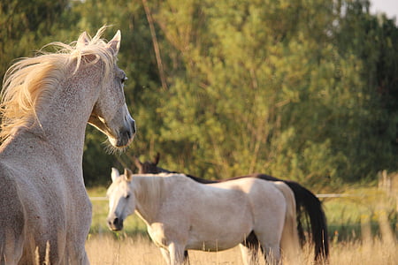 two gray horses on grass field thumbnail