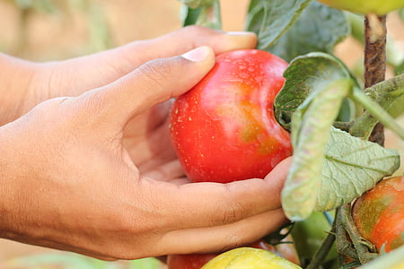 person picking ripe tomato thumbnail