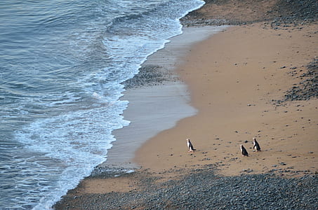 three penguins on shore thumbnail