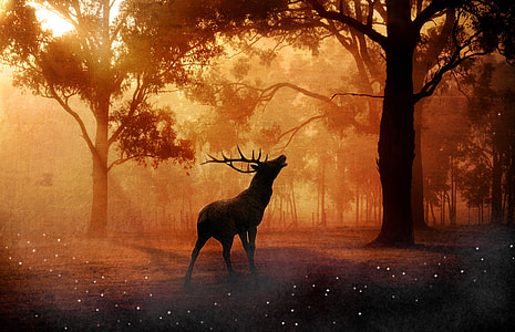 silhouette of deer in forest thumbnail