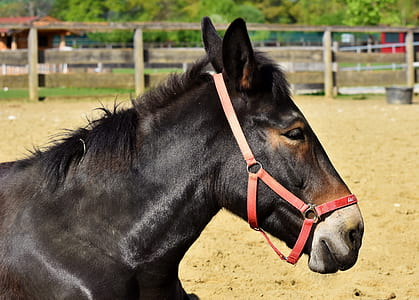 black horse standing on brown field thumbnail