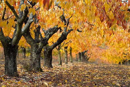 gray trees with yellow leaves during daytime thumbnail