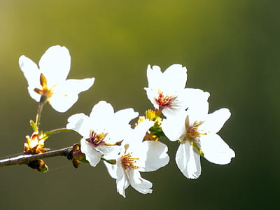White flowers of a crab apple in bloom in spring. thumbnail