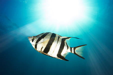 grey and black striped fish at daytime thumbnail
