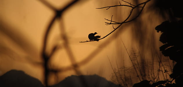 bird of tree branch illustration thumbnail