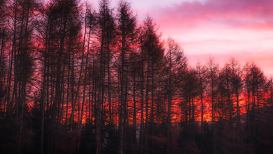tree silhouette under red sky thumbnail