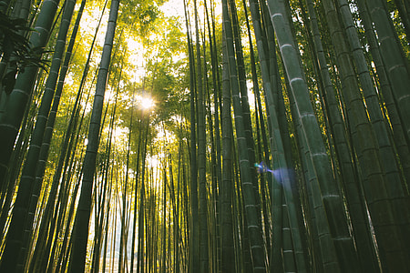 Bamboo forest thumbnail