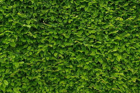 green leafed plant thumbnail