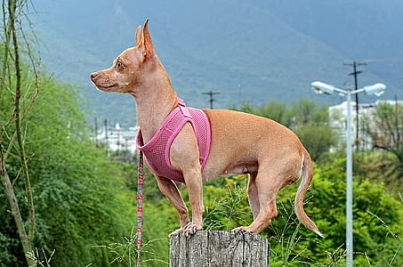 Chihuahua wearing shirt and standing on the pedestal thumbnail