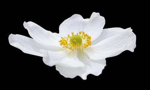 white rose anemone flower thumbnail