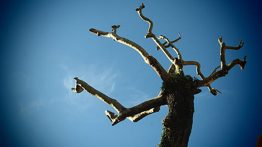 low angle photo of tree thumbnail