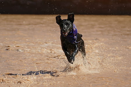 short-coated black dog running on body of water at daytime thumbnail