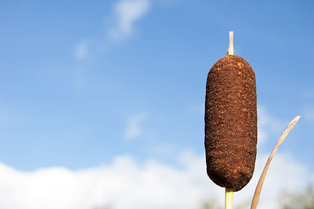 Reeds Summer Against A Blue Sky thumbnail