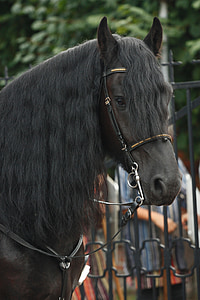 black and brown horse during daytime thumbnail