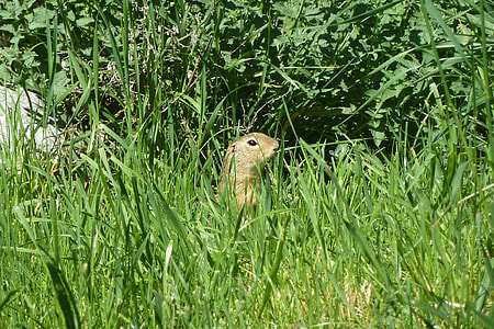 Ground Squirrel thumbnail