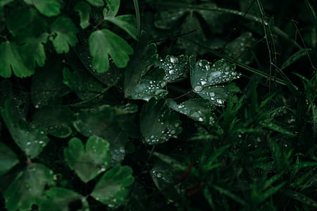 Green Leaves With Water Drops Photo thumbnail