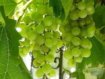 green grapes with green leaves thumbnail