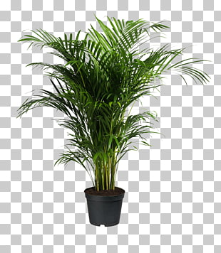 Howea forsteriana Ravenea Areca palm Houseplant, potted plants, green leafed plant PNG clipart