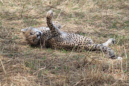 Cheetah laying on ground thumbnail
