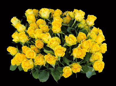 yellow rose bouquet on black background thumbnail