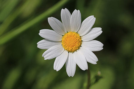 selective-focus photography of white shasta daisy flower thumbnail