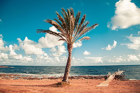 coconut tree and body of water thumbnail