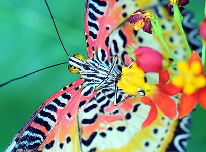 selective focus photo of yellow, pink, and black butterfly perching on red petaled flower thumbnail