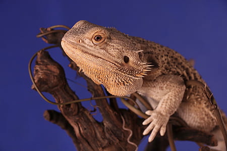 brown bearded dragon thumbnail