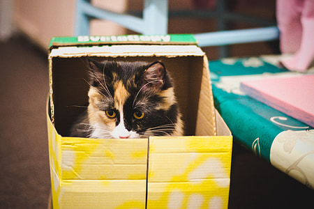 tortoiseshell cat in box thumbnail