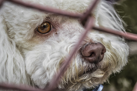 close-up photography of white toy poodle thumbnail