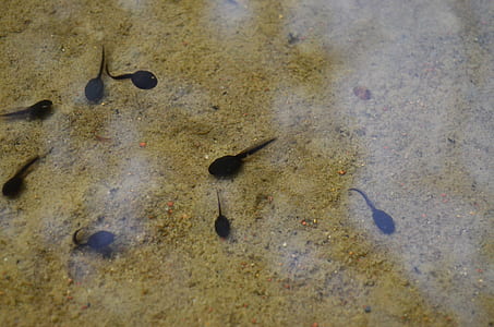 tadpoles under water thumbnail