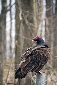 black bird on gray steel rod thumbnail