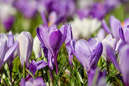 focus photo of purple crocus flowers thumbnail